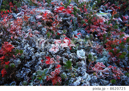 霜が降りた草紅葉 霜が降りた草紅葉 8620725