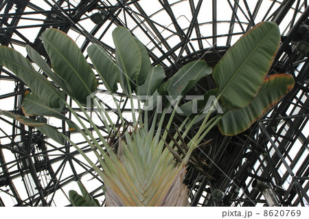 東京都立夢の島熱帯植物館 8620769