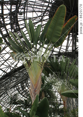 東京都立夢の島熱帯植物館 8620770