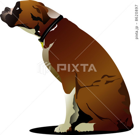 Sitting cute boxer dog. Vector illustration Sitting cute boxer dog. Vector illustration 8620897