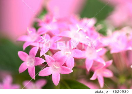 ペンタスの花 8620980