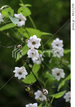 八重咲きのレンゲショウマ 八重咲きのレンゲショウマ 8621206