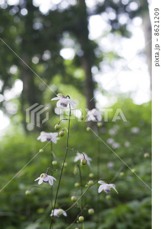 レンゲショウマ 8621209