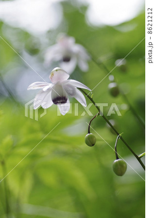 レンゲショウマ 8621212