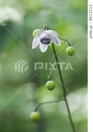 レンゲショウマ 8621213