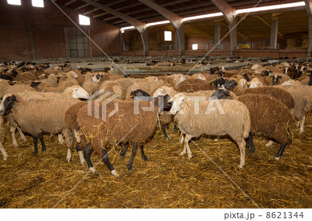 Flock of sheep Flock of sheep 8621344