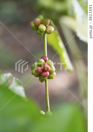 Coffee tree with ripe berries on farm Coffee tree with ripe berries on farm 8621891