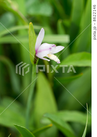 トキソウ 8622146