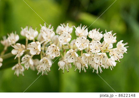 コバイケイソウ コバイケイソウ 8622148