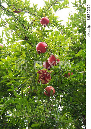 ザクロ ザクロ 8622239