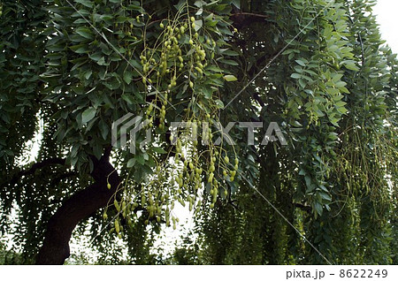 シダレエンジュの豆果 8622249