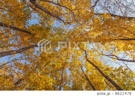 crown of trees with clear blue sky crown of trees with clear blue sky 8622476