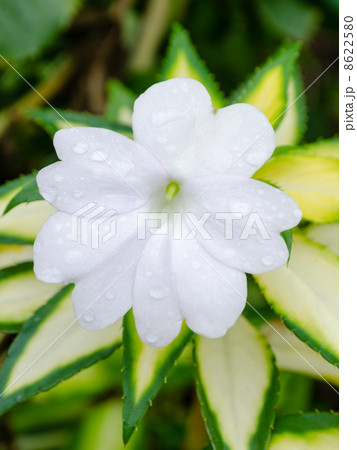 サンパチェンス サンパチェンス 8622580