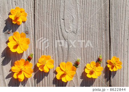 コスモス コスモス 8622844