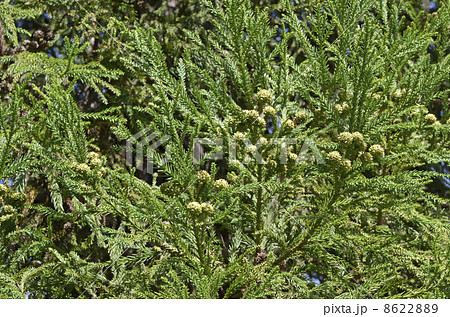 杉の球果 杉の球果 8622889