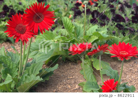 赤いガーベラ（アフリカセンボンヤリ） 8622911