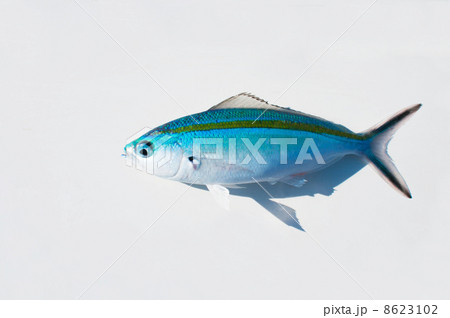 ササムロ 8623102