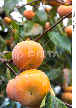 柿　豊作　　果物の写真素材 8623939