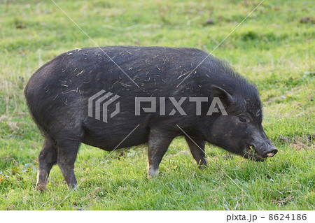 イノブタ 8624186