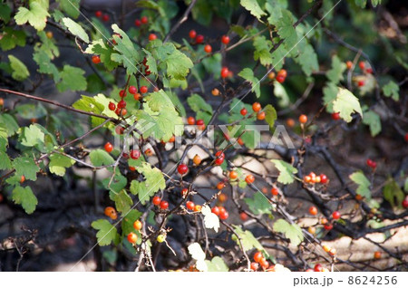 ヤブサンザシの熟した実 8624256