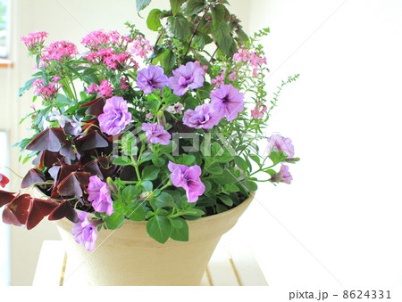 秋の寄せ植え・パープル系 8624331