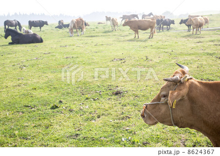 阿蘇の赤牛や馬たち 8624367
