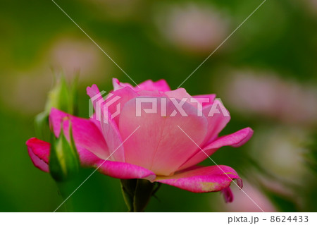 薔薇の花 8624433