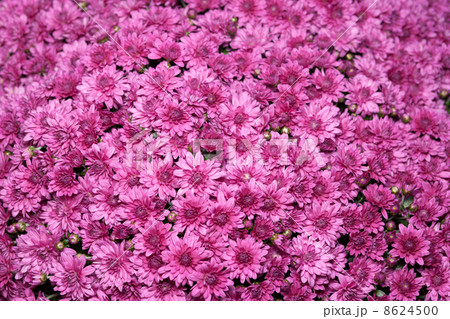 小菊 ベルギーマム 小菊 ベルギーマム 8624500
