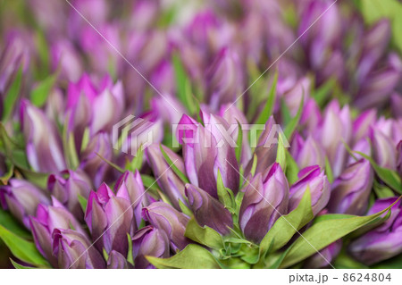 リンドウの花 リンドウの花 8624804