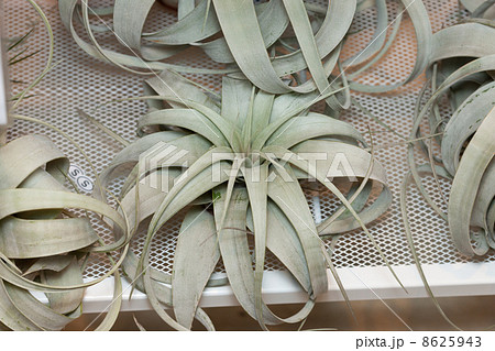 エアープランツ 8625943