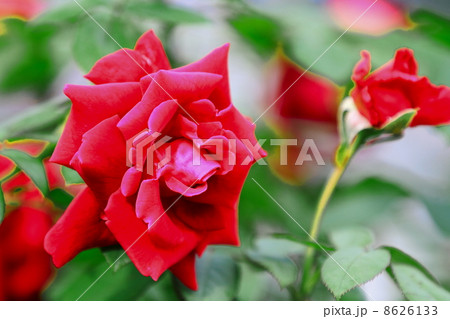 Rosa‘Crimson Glory’ 8626133