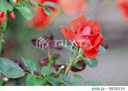 Rosa‘Urawa Red Diamonds’ 8626134
