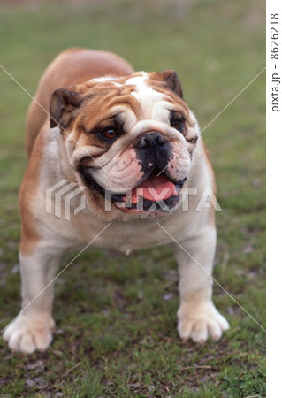 ブルドック 8626218