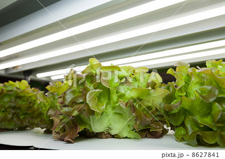 野菜工場　 8627841