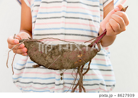 芋掘りでとったサツマイモ 8627939