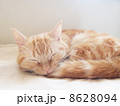 昼寝する猫 8628094