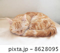 昼寝する猫 8628095