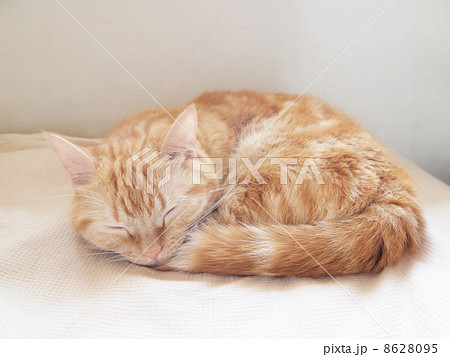 昼寝する猫 昼寝する猫 8628095