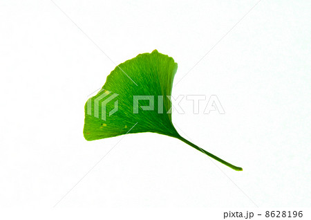 いちょうの葉 8628196