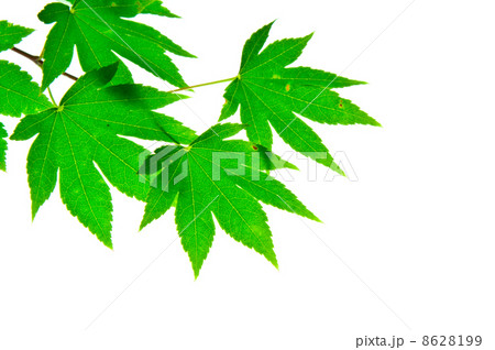 モミジの葉 8628199