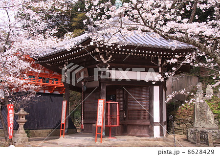 紀三井寺(和歌山)六角堂前の桜 紀三井寺(和歌山)六角堂前の桜 8628429