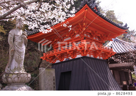 紀三井寺（和歌山）幸福観音像前の桜 8628493