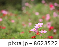 コスモス 8628522