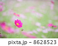 コスモス 8628523