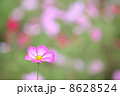 コスモス 8628524