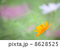 キバナコスモス 8628525