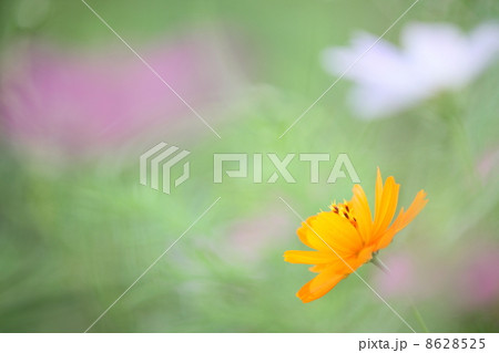 キバナコスモス 8628525