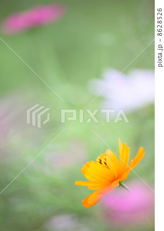 キバナコスモス 8628526