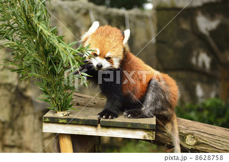 レッサーパンダ 8628758