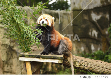 レッサーパンダ 8628759